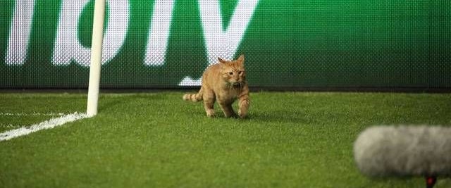 UEFA’dan Beşiktaş’a ‘kedi’ soruşturması